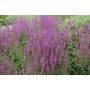 PERENN STÄPPSALVIA AMETHYST