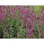 PERENN STÄPPSALVIA AMETHYST