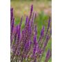 PERENN STÄPPSALVIA AMETHYST