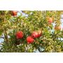 FRUKTTRÄD GRANATÄPPLE 50-60CM