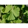 BARRVÄXT GINKGO MARIKEN 80CM