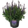 PERENN STÄPPSALVIA KRUKODLAD 17CM                               