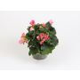UTEBEGONIA KRUKA OLIKA FÄRGER 12,5CM