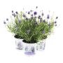 LAVENDEL 'THUMBELINA LEIGH' KRUKA 11CM