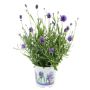 LAVENDEL 'THUMBELINA LEIGH' KRUKA 11CM