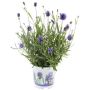 LAVENDEL 'THUMBELINA LEIGH' KRUKA 11CM