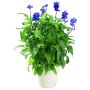 DAGGSALVIA I KRUKA 11,5CM