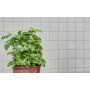 MOSAIK WELSCHEIT ARITEKTUR WHITE GLOSSY 29,8X29,8CM PRIS PER ARK