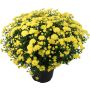 BOLLKRYSS OLIKA FÄRGER KRUKA 19CM