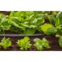 ANLÄGGNINGSRÖR GARDENA 1/2" MICRO-DRIP-SYSTEM 50M