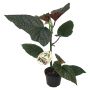 BLADBEGONIA OLIKA SORTER KRUKA 12CM