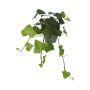 KLÄTTERVÄXT MURGRÖNA STORBLADIG 6-PACK
