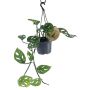 MONSTERA AMPEL KRUKA 12CM