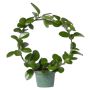 AUSTRALISK PORSLINSBLOMMA KRUKA 12CM