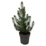 PINJEGRAN SILVER CREST KRUKA 17CM