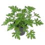 DOFTPELARGON DR WESTERLUND KRUKA 12CM