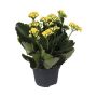 VÅRELD KALANCHOE GUL KRUKA 10,5CM                             