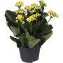 VÅRELD KALANCHOE GUL KRUKA 10,5CM                             