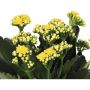 VÅRELD KALANCHOE GUL KRUKA 10,5CM                             