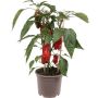 RÖD PAPRIKA MED FRUKT KRUKODLAD 13CM                               