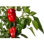 RÖD PAPRIKA MED FRUKT KRUKODLAD 13CM                               
