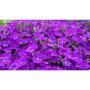PERENN STENPARTIVÄXT AUBRIETA BLAUMEISE KRUKA 11CM