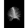 POSTER KOMAR FEATHER 40X50CM BLACK