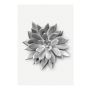 POSTER KOMAR SUCCULENT CLOSEUP 50X70CM