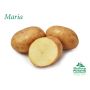 SÄTTPOTATIS STUBBETORP MARIA TIDIG 1KG