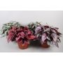 BEGONIA BELEAF INCA FLAME 12CM             