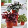 BEGONIA BELEAF INCA FLAME 12CM             