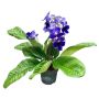 KORNETTBLOMMA OLIKA FÄRGER 12CM