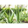 ALOE VERA I KRUKA 12CM 
