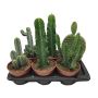 KAKTUS OLIKA SORTER KRUKA 17CM