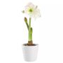 AMARYLLIS PICASSO KRUKA 13CM