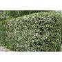 HÄCK TRUBBHAGTORN CRATAEGUS 50-80CM 100-PACK BARROT