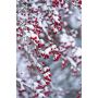 HÄCK TRUBBHAGTORN CRATAEGUS 50-80CM 100-PACK BARROT