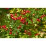 HÄCK TRUBBHAGTORN CRATAEGUS 50-80CM 10-PACK BARROT