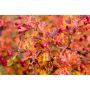 HÄCK TRUBBHAGTORN CRATAEGUS 50-80CM 10-PACK BARROT