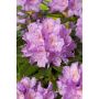 RHODODENDRON PARK CATAWBIENSE GRANDIFLORUM LILA 30-40CM 10-PACK 