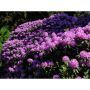 RHODODENDRON PARK CATAWBIENSE GRANDIFLORUM LILA 30-40CM 10-PACK 