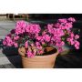 RHODODENDRON JAPANSK AZALEA RODROSA 20-25CM 10-PACK