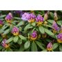 RHODODENDRON PARK CATAWBIENSE GRANDIFLORUM LILA 30-40CM 3-PACK 