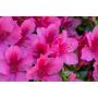RHODODENDRON JAPANSK AZALEA RÖDROSA 20-25CM 3-PACK 