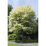 VITBROKIG SKOGSLÖNN ACER PLATANOIDS DRUMMONDII 120CM