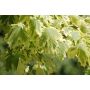 VITBROKIG SKOGSLÖNN ACER PLATANOIDS DRUMMONDII 120CM