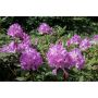 RHODODENDRON PARK CATAWBIENSE GRANDIFLORUM LILA 30-40CM 5-PACK 