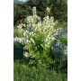 HÄCK SMÅBLOMMIG SCHERSMIN 'MONT BLANC' 80-100CM 50-PACK BARROT 