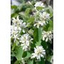 HÄCK BÄRHÄGGMISPEL ALNIFOLIA 50-80CM 100-PACK BARROT