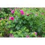 HÄCK RUGOSA-ROS 'HANSA' 30-50CM 10-PACK BARROT
